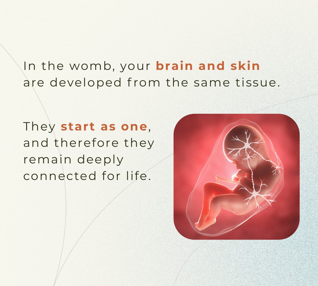 In the womb, your brain and skin develop from the same tissue
